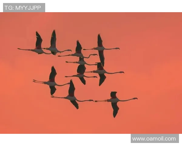 盐城湖与伐木者的对决探讨生态保护与资源开发的平衡之道